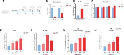 Chronic stress boosts systemic inflammation and compromises antiviral innate immunity in Carassius gibel